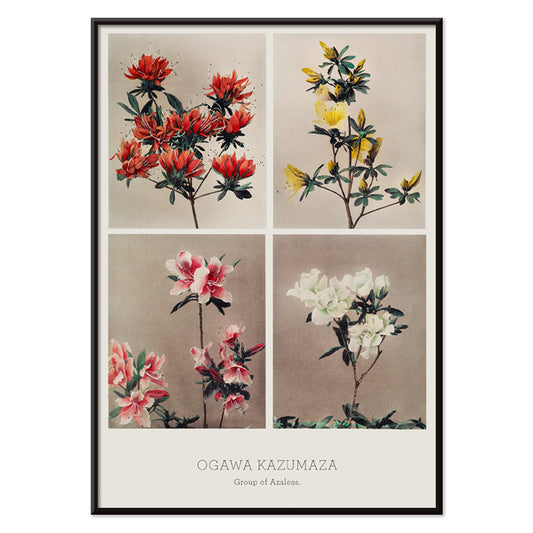 Hand colored collotype artwork of vibrant azalea flowers by Kazumasa Ogawa poster featuring various azaleas, with black aluminium frame on white background