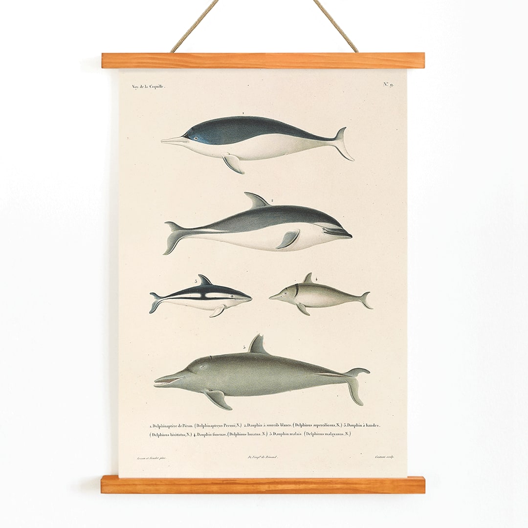 Voyage autour du monde Pl.112 Dolphins illustration and poster by Louis-Isidore Duperrey showing different dolphin species, with wooden magnetic frame on white background