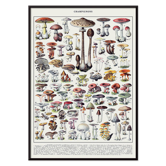 Mushrooms colour plate 2 by Editions Larousse featuring various mushroom illustrations and species, with black aluminium frame on white background