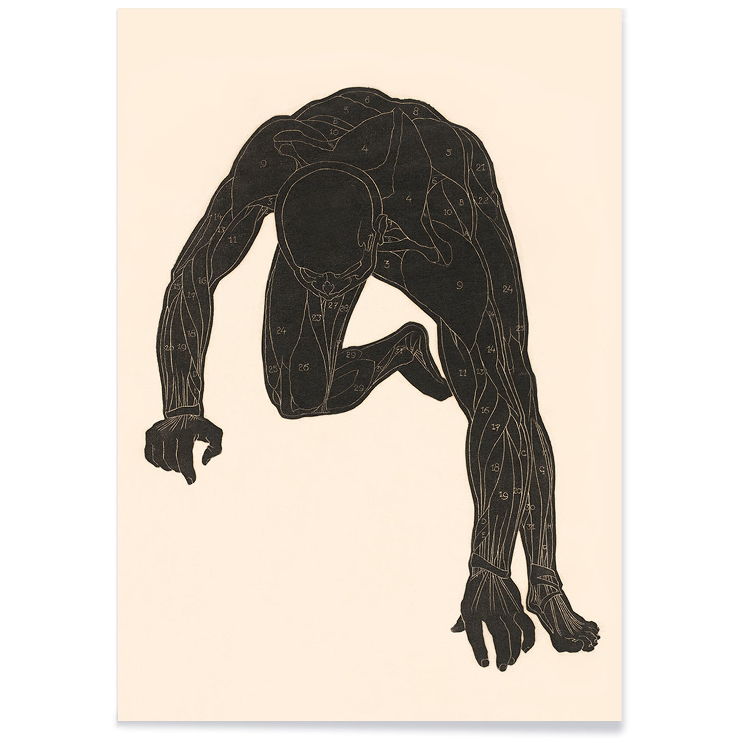 Anatomical illustration of human muscular anatomy and crouching figure from Neck Muscles by Reijer Stolk, with black aluminium frame on white background