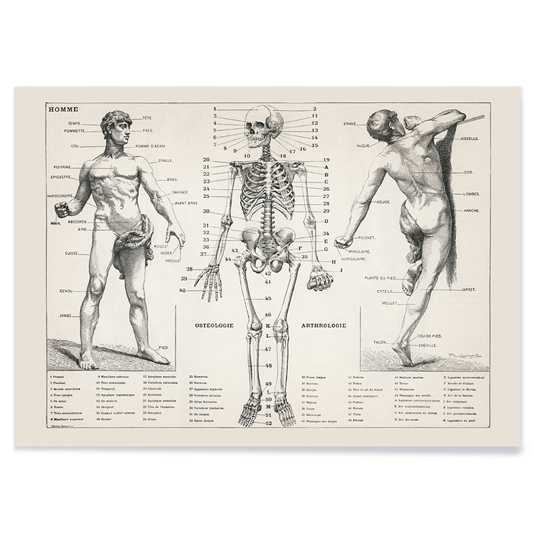 Vintage anatomical poster showing human body and skeleton anatomical diagrams by Larousse Pierre Auge and Claude, with black aluminium frame on white background