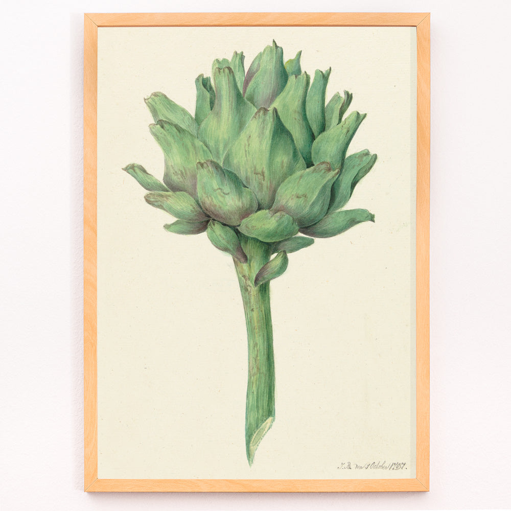 Closeup detail of Botanical illustration poster of a green artichoke by Jean Bernard detailed artwork