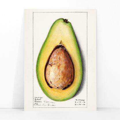 Botanical illustration and poster of a realistic avocado Persea by Amanda Almira Newton suitable for kitchen wall decor, framed and displayed in modern living room decor