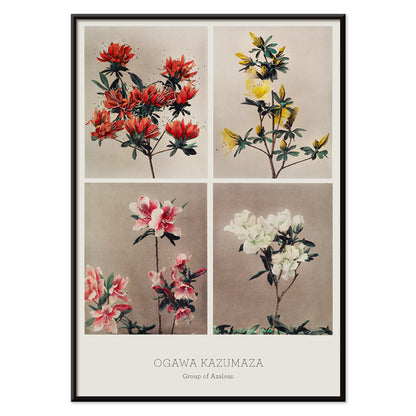 Hand colored collotype artwork of vibrant azalea flowers by Kazumasa Ogawa poster featuring various azaleas, with black aluminium frame on white background