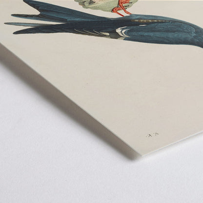 Closeup detail of Stern des Incas bird illustration and poster by Louis Isidore Duperrey from Voyage autour du monde Pl 153 bird standing on rock