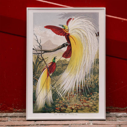 Bird of Paradise by Benjamin Fawcett vibrant colorful exotic birds with ornate feathers perched on a branch in a lush paradise landscape poster, framed and displayed in modern living room decor