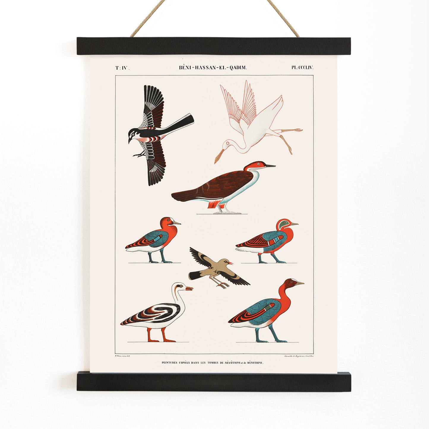 Colorful ancient Egyptian bird illustrations by Jean Francois Champollion from tomb paintings of Nevoethph and Menothph poster, with wooden magnetic frame on white background