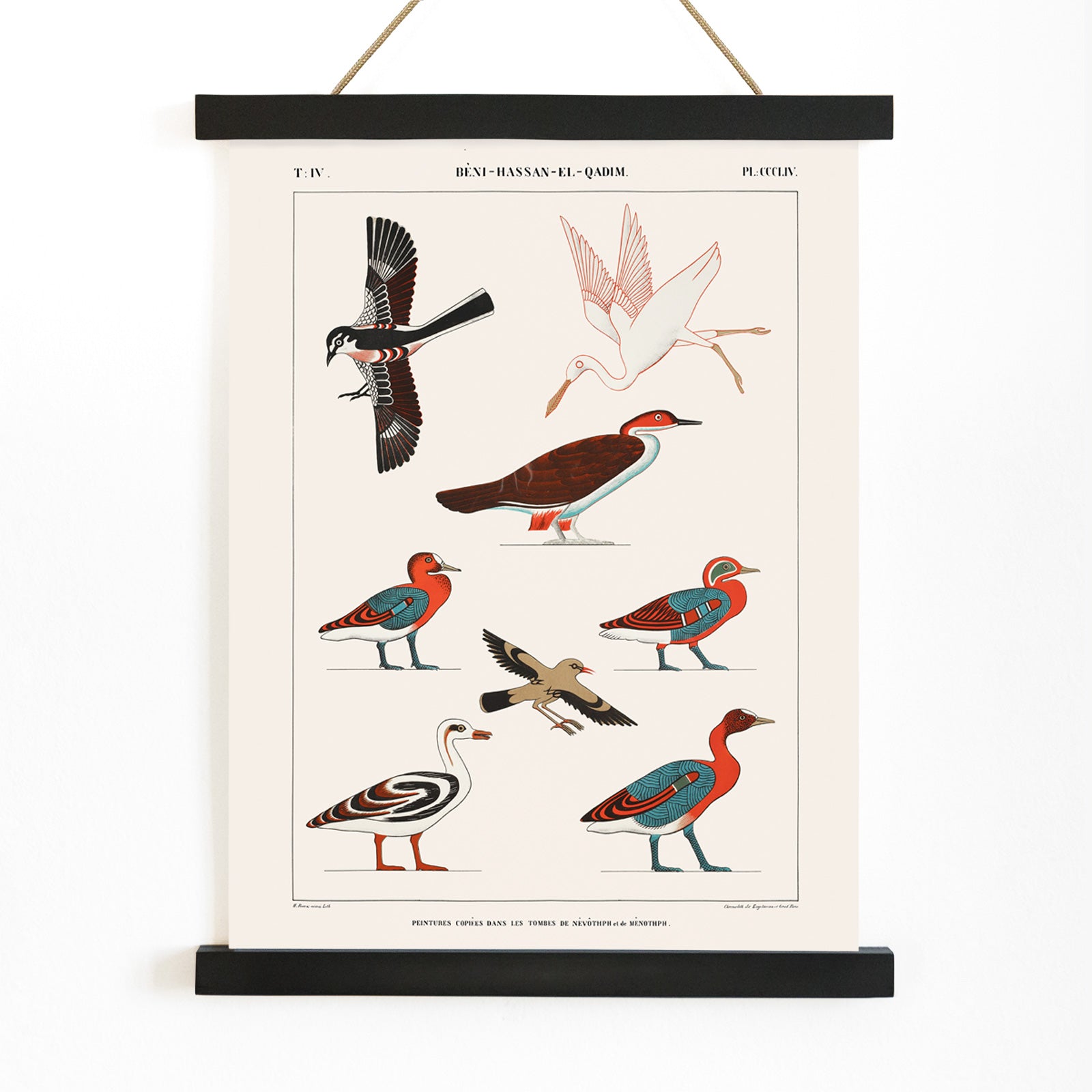 Colorful ancient Egyptian bird illustrations by Jean Francois Champollion from tomb paintings of Nevoethph and Menothph poster, with wooden magnetic frame on white background