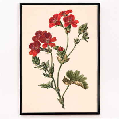 Closeup detail of Botanical illustration of red flowers with green leaves by M de Gijselaar poster artwork