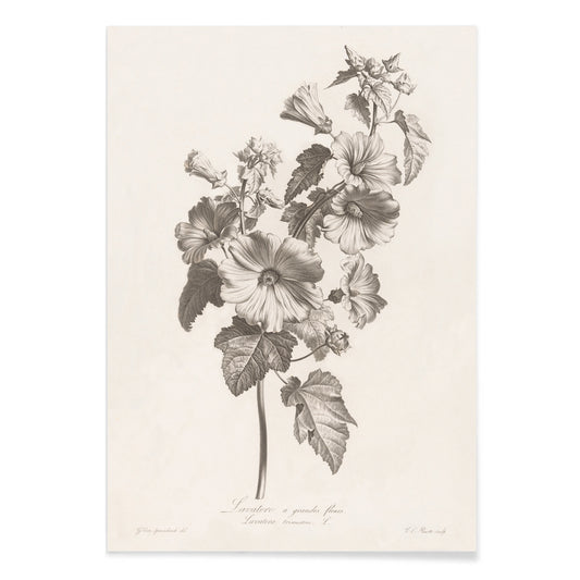 Botanical illustration and poster of large-flowered lavatera with detailed leaves and blooms by Louis Charles Ruotte artwork, with black aluminium frame on white background