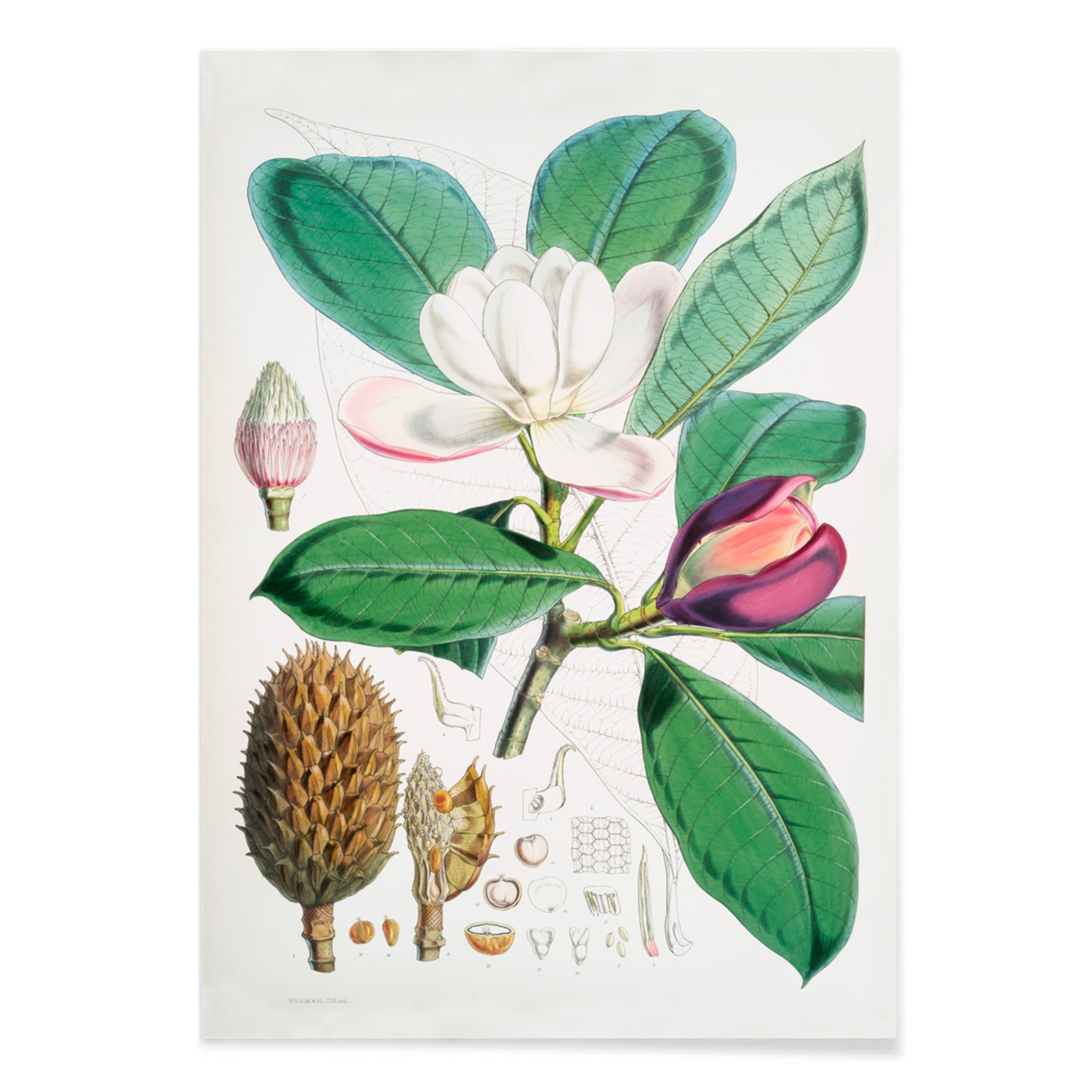 Botanical illustration and poster of Talauma Hodgsoni Magnolia Hodgsonii with detailed flowers and leaves by WH Fitch from Illustrations of Himalayan plants, with black aluminium frame on white background