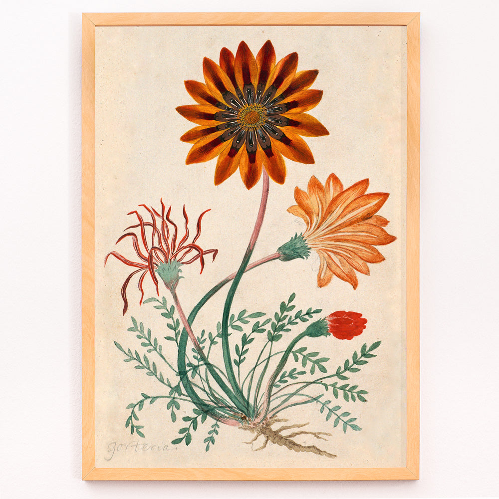 Closeup detail of Botanical illustration poster of orange and red Gorteria diffusa flowers with green leaves by Robert Jacob Gordon