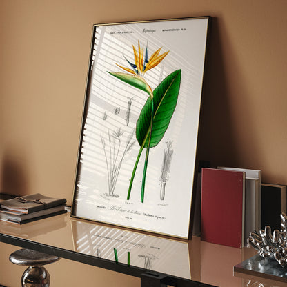 Botanical illustration poster of Bird of paradise Strelitzia Reginae by Charles Dessalines D Orbigny with detailed sketches, framed and displayed in home decor
