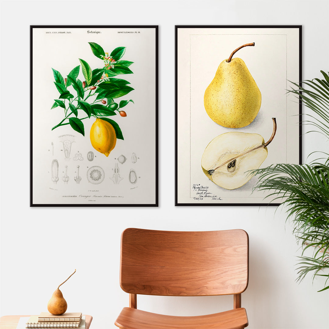 Botanical illustration poster of Lemon Citrus Limonium by Charles Dessalines D Orbigny with detailed plant drawings, framed and displayed in home decor