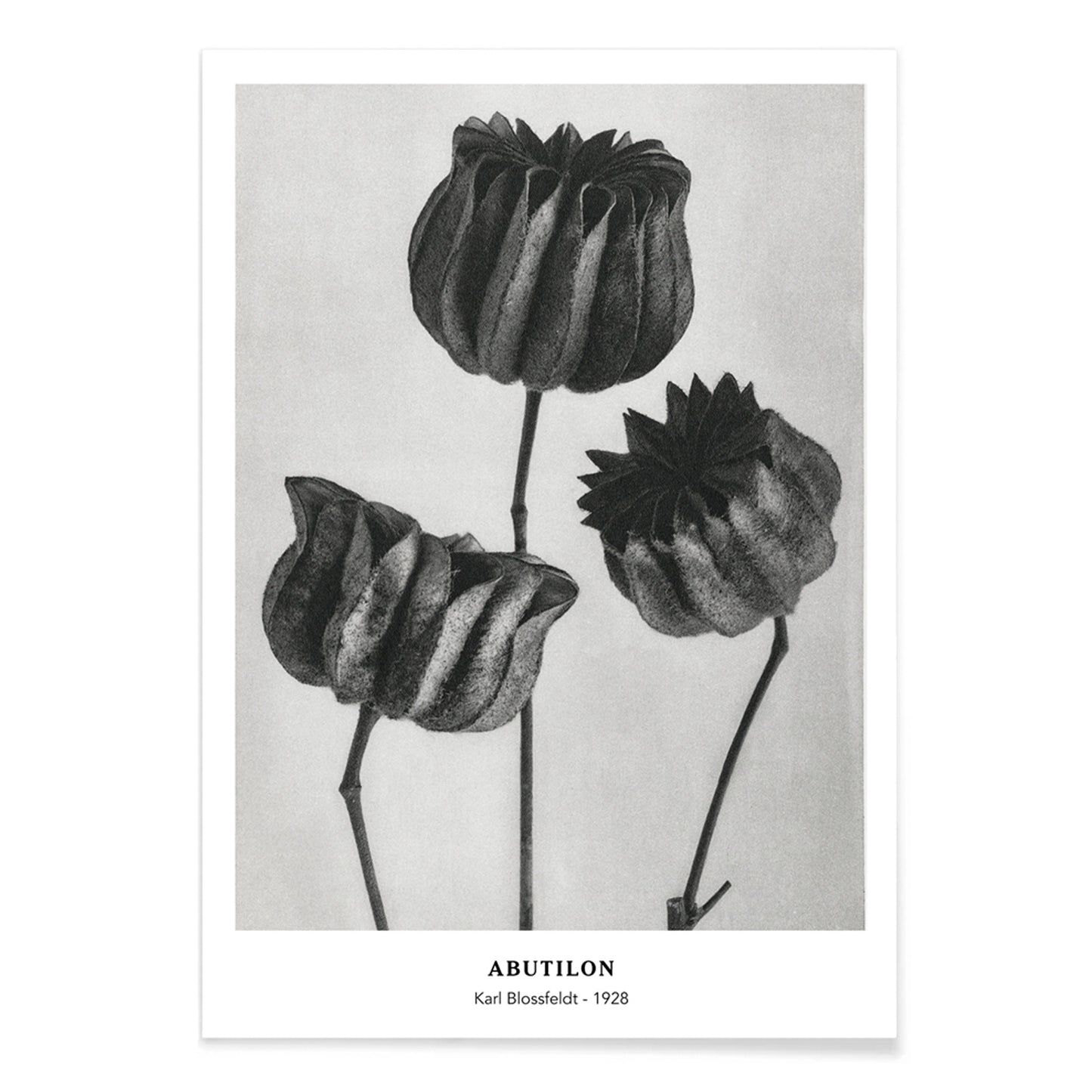 Close up and poster of Abutilon Lime Mallow pods from Urformen der Kunst by Karl Blossfeldt with detailed botanical texture, with black aluminium frame on white background