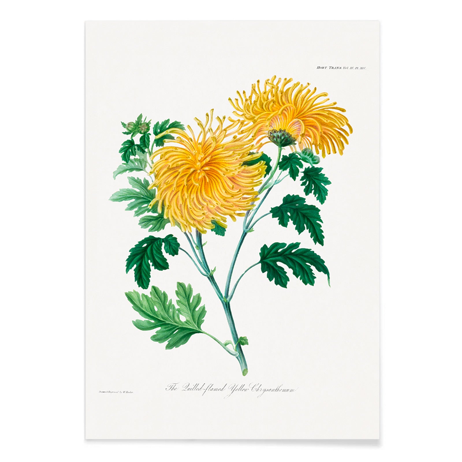 Botanical illustration poster of yellow chrysanthemum flowers and green leaves The Lulled Flame by William Jackson Hooker, with black aluminium frame on white background