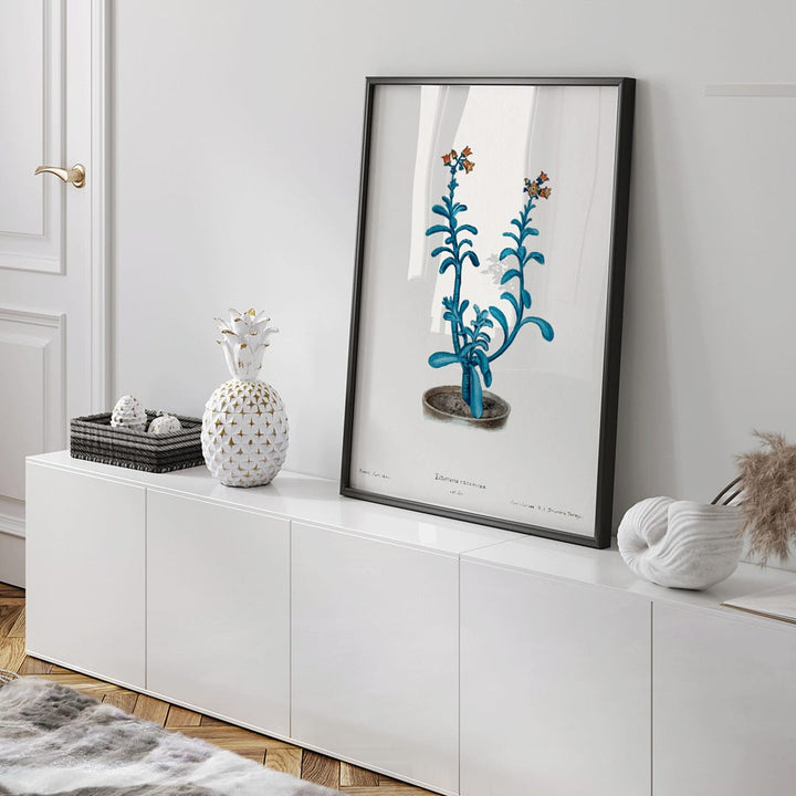 Closeup detail of Botanical illustration poster of blue echeveria titled Brown sugar echeveria from Familie Der Cacteen by Echeveria racemosa