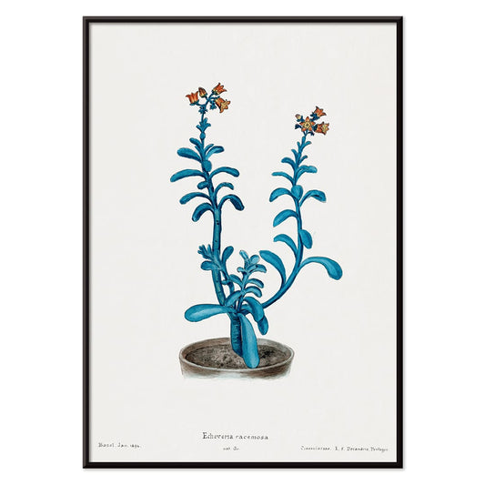Botanical illustration poster of blue echeveria titled Brown sugar echeveria from Familie Der Cacteen by Echeveria racemosa, with black aluminium frame on white background