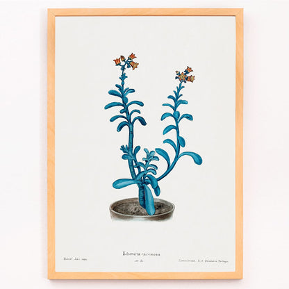Botanical illustration poster of blue echeveria titled Brown sugar echeveria from Familie Der Cacteen by Echeveria racemosa, framed and displayed in modern living room decor