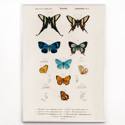 Closeup detail of Colorful butterflies and chrysalises illustration and poster showing butterfly life stages by Charles Dessalines D Orbigny