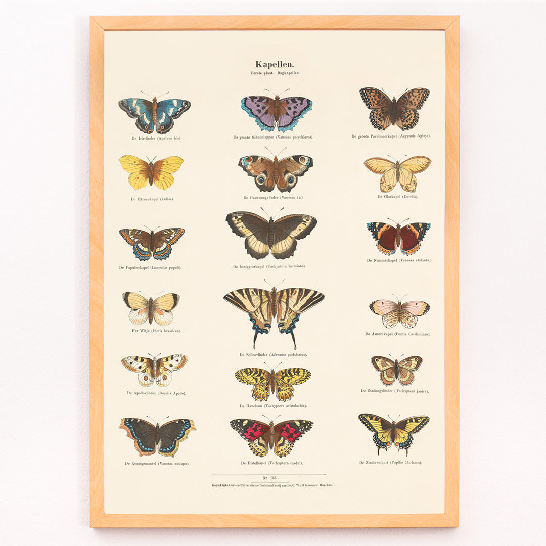 Closeup detail of Vintage butterfly illustration and poster showing various butterfly species from Collection of Butterflies by Ernst Frohlich detailed artwork
