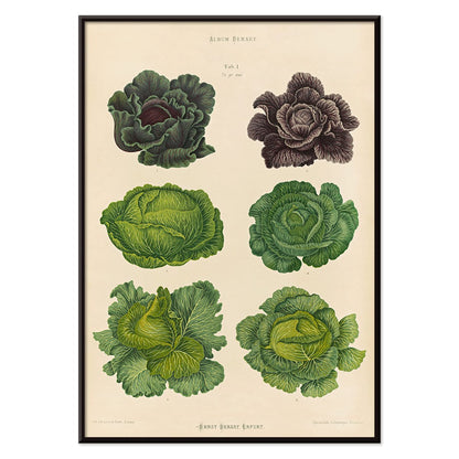 Cabbage illustrations in green and purple by Ernst Benary from artwork Cabbages poster, with black aluminium frame on white background