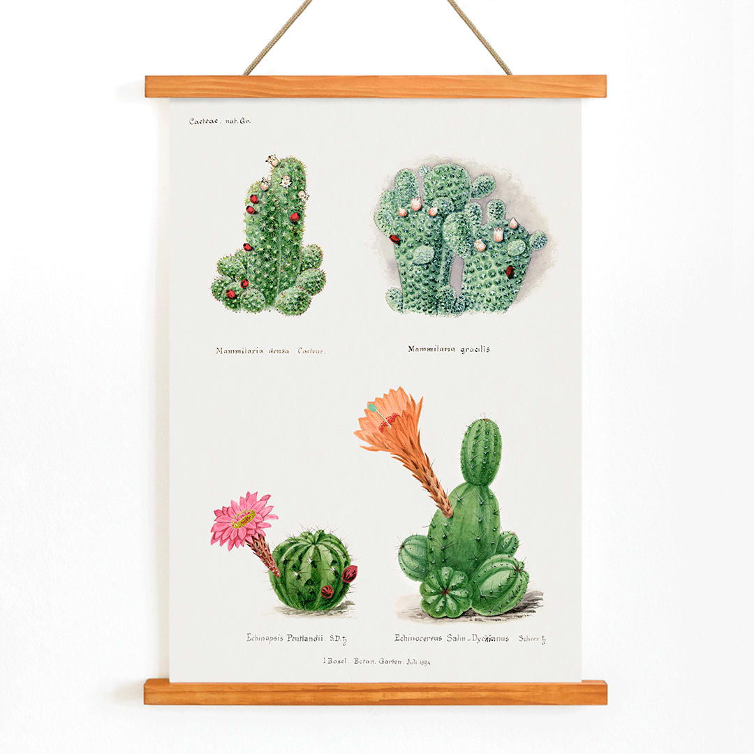 Assorted cacti illustration and poster by Familie Der Cacteen showing different cactus species with flowers, with wooden magnetic frame on white background