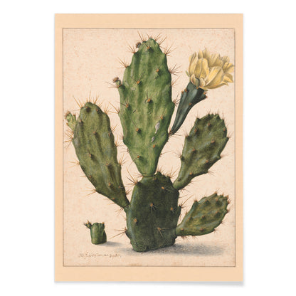 Pear Cactus in Bloom by Herman Saftleven botanical illustration and poster featuring a green cactus with a yellow flower on a neutral background, with black aluminium frame on white background