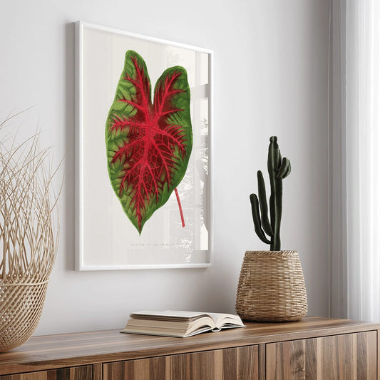 Caladium bicolor plant leaf illustration by Alexander Francis Lydon from Les Plantes a Feuillage Colore botanical poster, framed and displayed in home decor