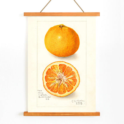 Detailed illustration of Citrus nobilis by Amanda Almira Newton showing whole and halved fruit with cross-section on citrus fruit poster, with wooden magnetic frame on white background