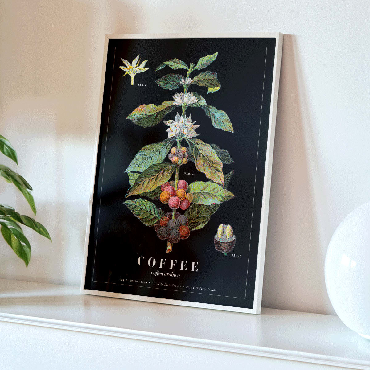 Botanical illustration poster of Coffea Arabica by Davis Sacker and Perkins showing detailed coffee plant stages, framed and displayed in modern living room decor