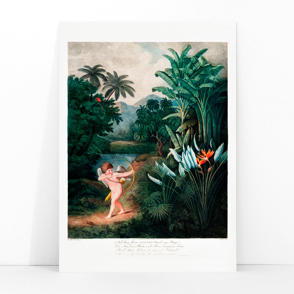Cupid aiming a bow among lush tropical plants artwork by Robert John Thornton The Temple of Flora poster, framed and displayed in modern living room decor
