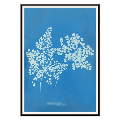 Botanical cyanotype poster of Adiantum assimile by Anna Atkins featuring delicate white fern leaves on blue background, with black aluminium frame on white background