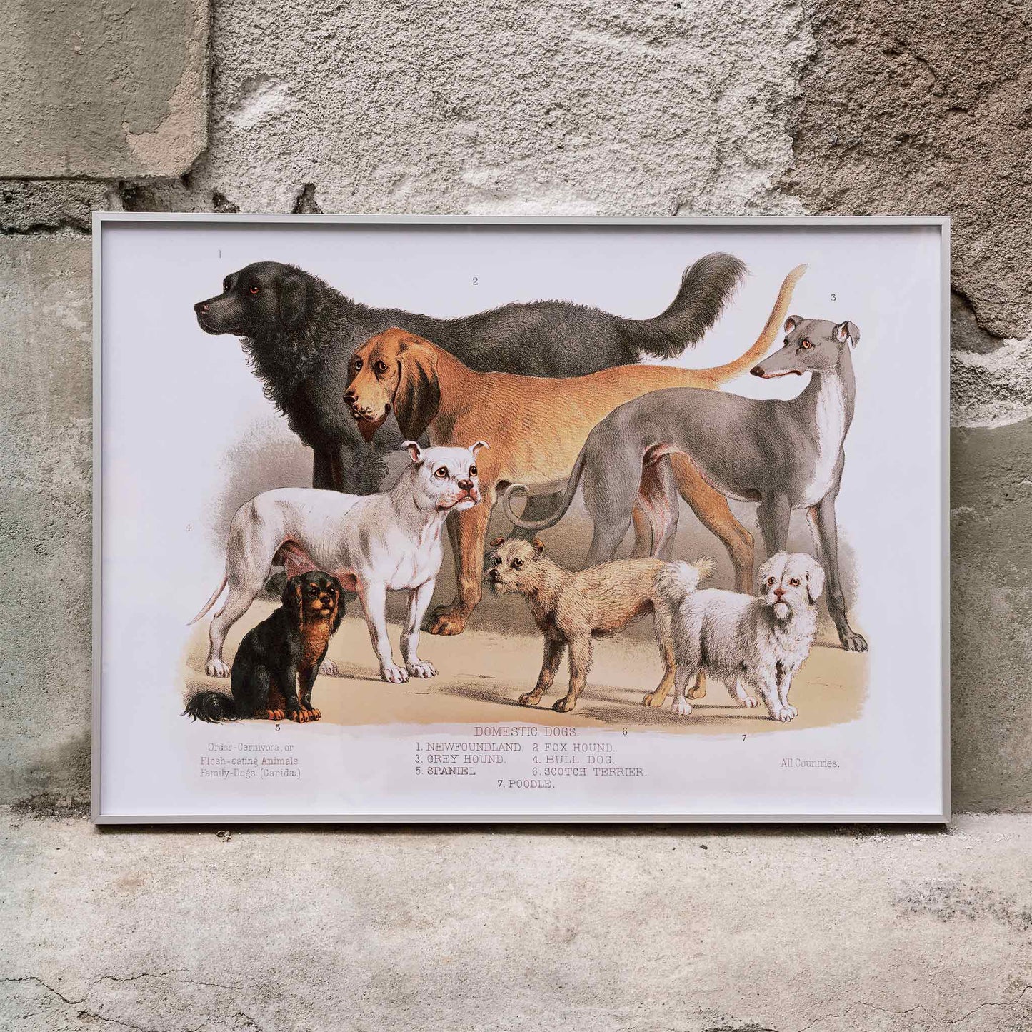 Poster of various domestic dog breeds illustrated from the Carnivora family artwork, framed and displayed in home decor