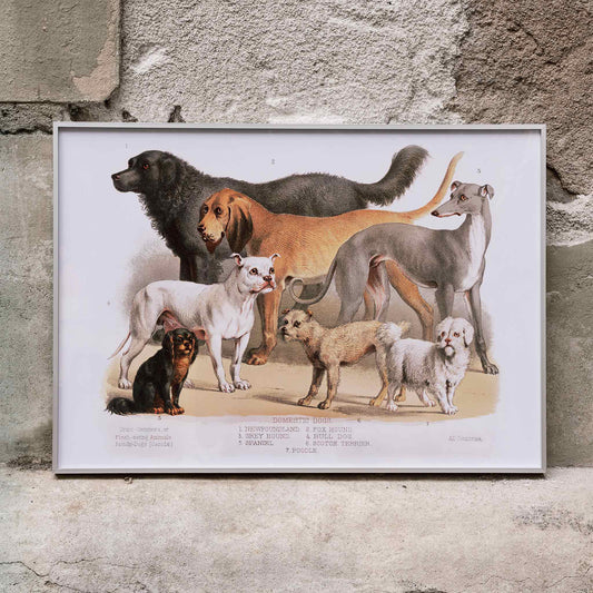 Poster of various domestic dog breeds illustrated from the Carnivora family artwork, framed and displayed in home decor