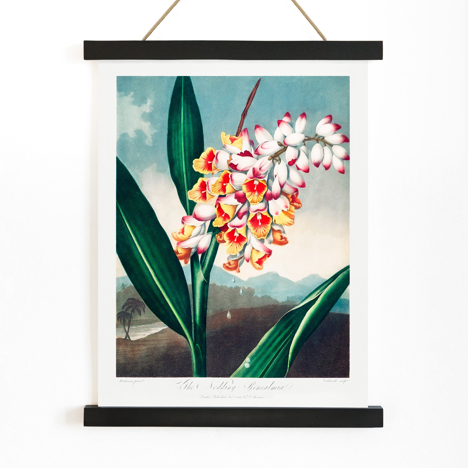 Botanical illustration and poster of The Nodding Renealmia by Robert John Thornton from The Temple of Flora with lush green leaves, with wooden magnetic frame on white background