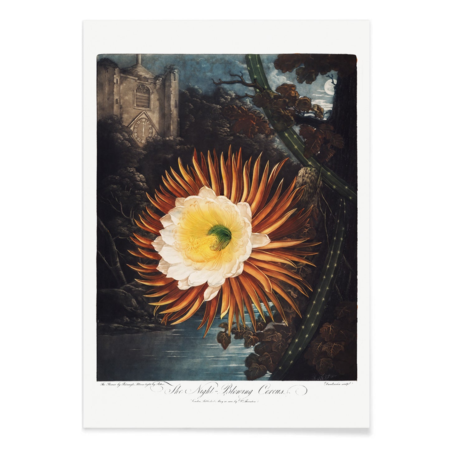 Night Blowing Cereus flower illustrated by Robert John Thornton with moonlit landscape and dramatic night background botanical art poster, with black aluminium frame on white background