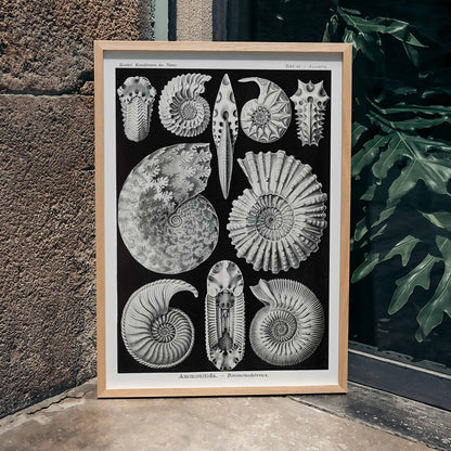 Detailed ammonite fossil illustrations by Ernst Haeckel from Kunstformen der Natur and Ammonitida Ammonshoerner poster for wall decor, framed and displayed in home decor
