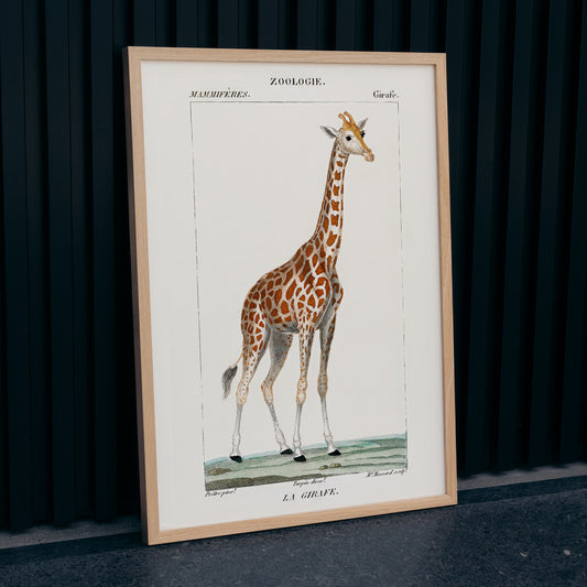 Vintage giraffe illustration by Pierre Jean Francois Turpin from Dictionnaire des Sciences Naturelles showing a giraffe standing on grass artwork La Girafe suitable for natural history decor, framed and displayed in home decor