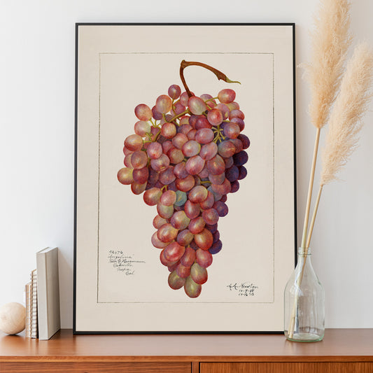 Vintage red grape cluster watercolor illustration by Amanda Almira Newton botanical accuracy poster artwork for home or kitchen wall decor, framed and displayed in home decor