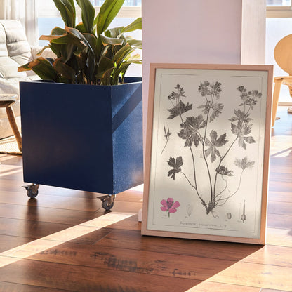 Botanical illustration and poster of Geranium sylvaticum with pink flower and detailed sketches by Louis Antoine Cusin from Herbier de la flore francaise, framed and displayed in modern living room decor