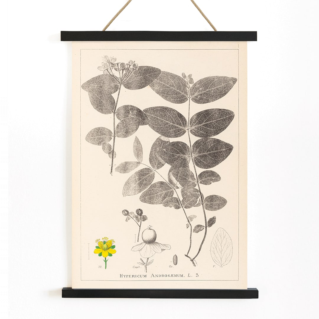Botanical illustration poster of Hypericum Androsaemum by Louis Antoine Cusin from Herbier de la Flore Francaise Plate 117, with wooden magnetic frame on white background
