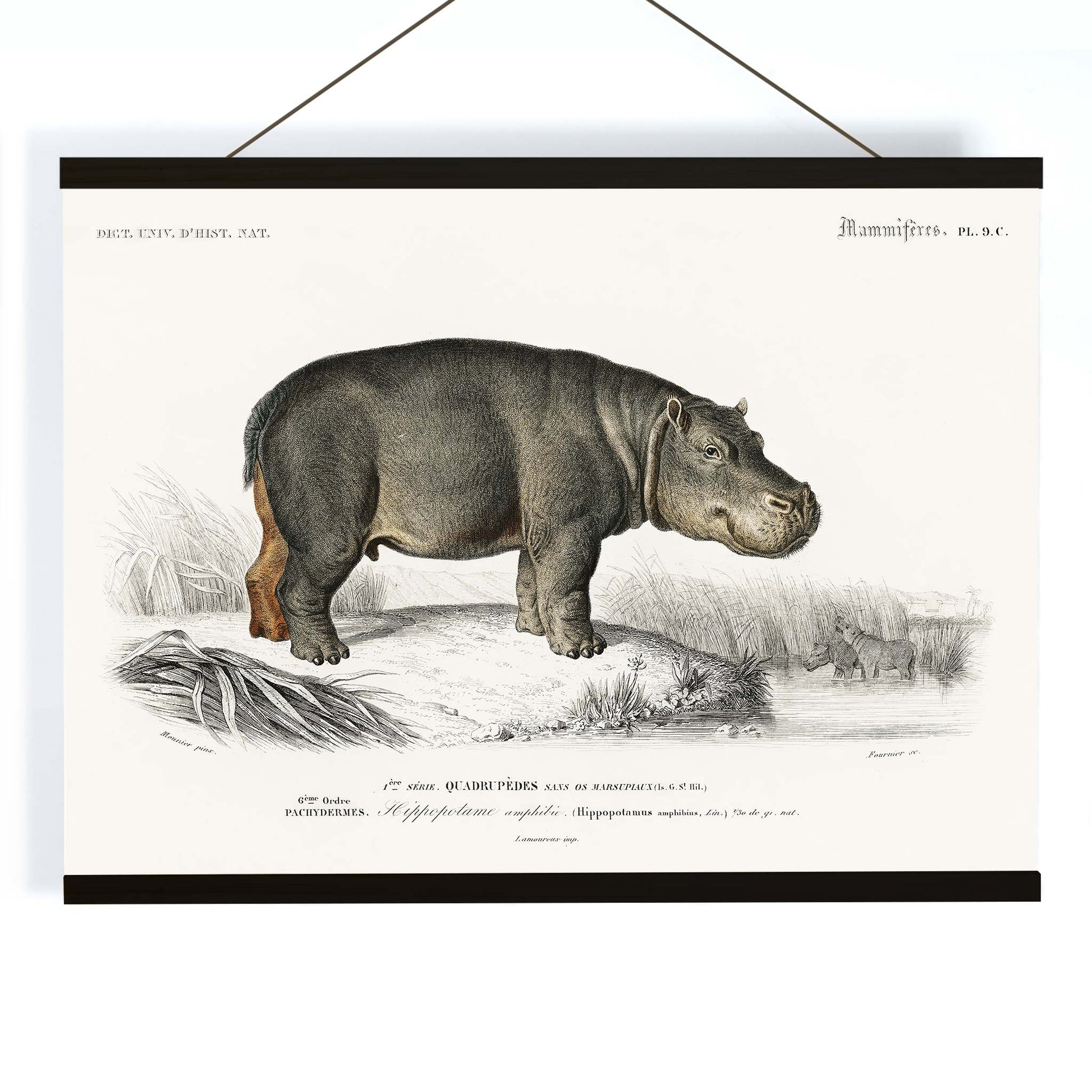 Detailed illustration of a hippopotamus in its natural habitat by Charles Dessalines D Orbigny titled Hippopotamus Hippopotame Amphibie poster, with wooden magnetic frame on white background