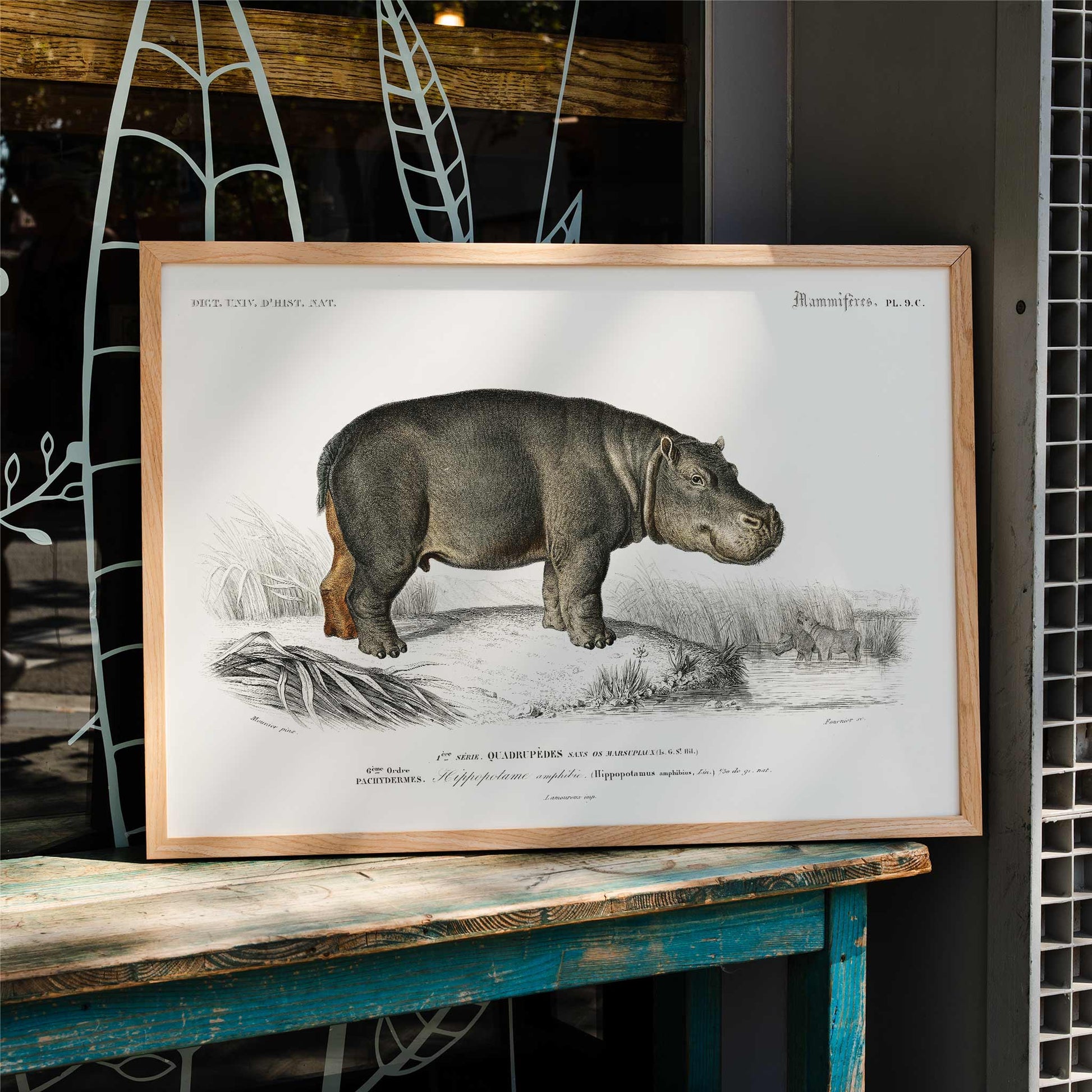 Detailed illustration of a hippopotamus in its natural habitat by Charles Dessalines D Orbigny titled Hippopotamus Hippopotame Amphibie poster, framed and displayed in home decor