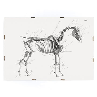 Detailed horse skeleton illustration with anatomical labels by George Stubbs from The anatomy of the horse artwork, framed and displayed in modern living room decor