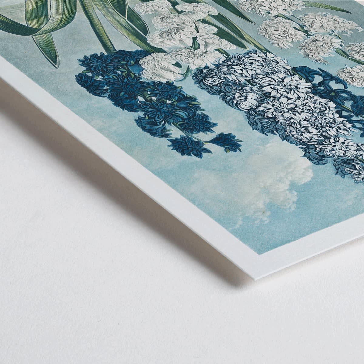 Closeup detail of Colorful hyacinths illustration by Robert John Thornton from The Temple of Flora artwork showing various blooming flowers