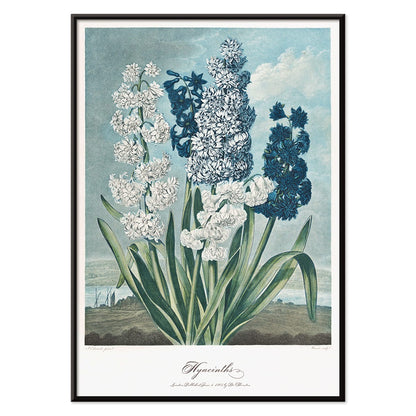 Colorful hyacinths illustration by Robert John Thornton from The Temple of Flora artwork showing various blooming flowers, with black aluminium frame on white background
