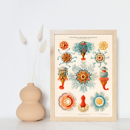 Colorful vintage jellyfish illustration by E Haeckels with intricate marine details scientific drawing and poster artwork, framed and displayed in home decor