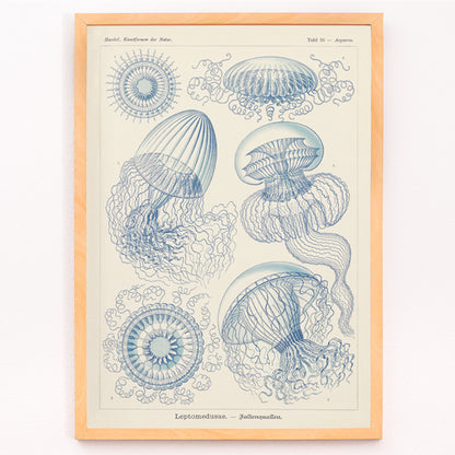 Closeup detail of Detailed blue scientific illustration of Leptomedusae jellyfish by Ernst Haeckel poster wall decor