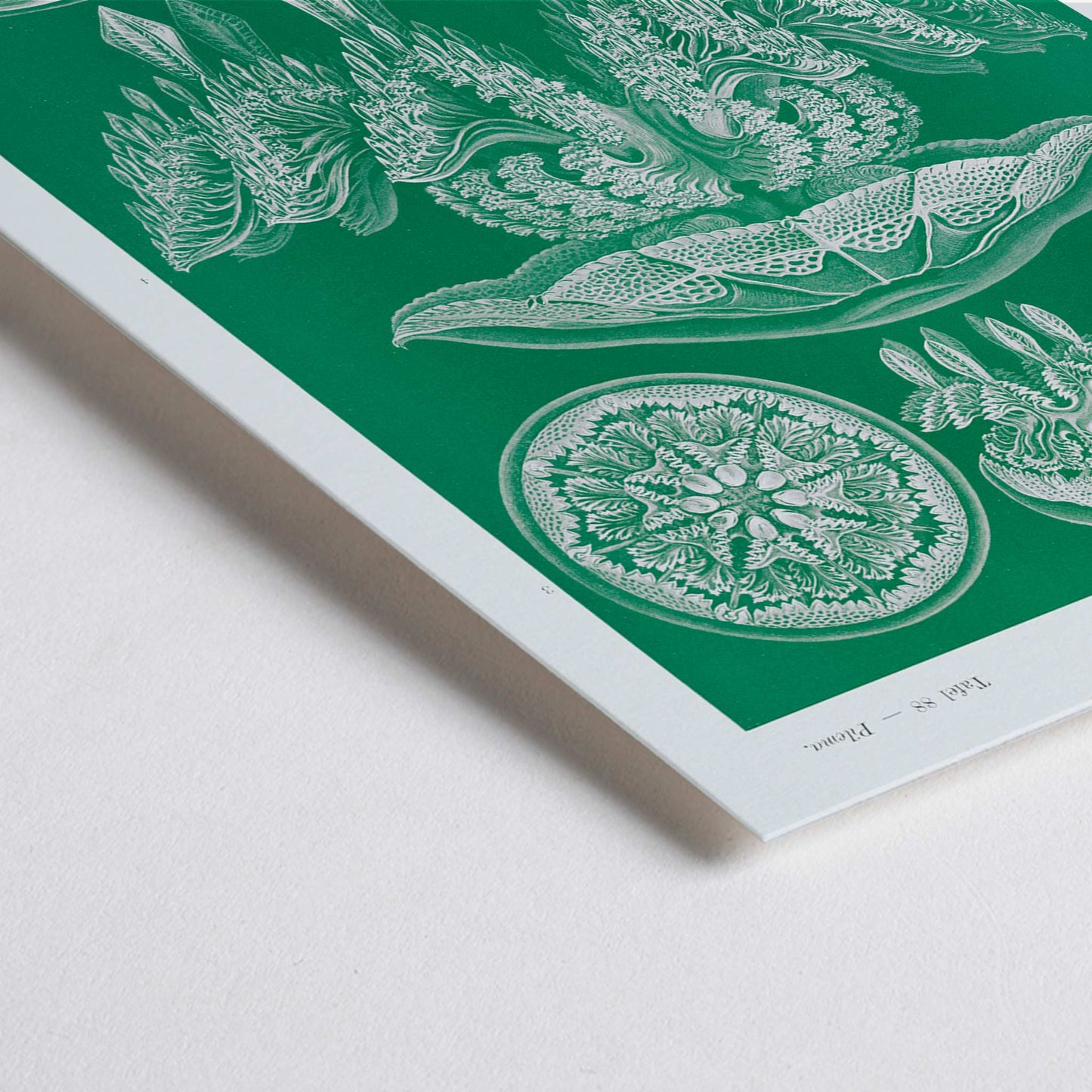 Closeup detail of Detailed jellyfish illustrations Discomedusae Scheibenquallen by Ernst Haeckel wall art poster Kunstformen der Natur decor